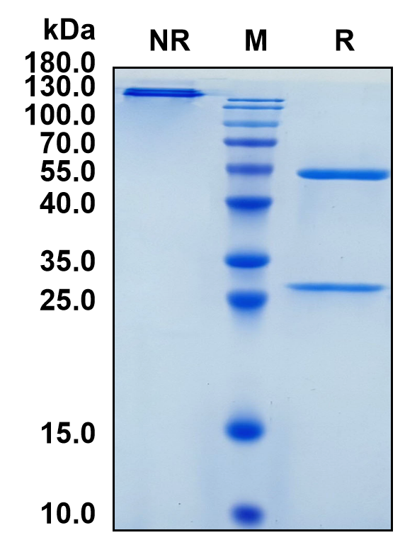 Vandortuzumab (Biosimilar Reference Antibody) (STEAP1)