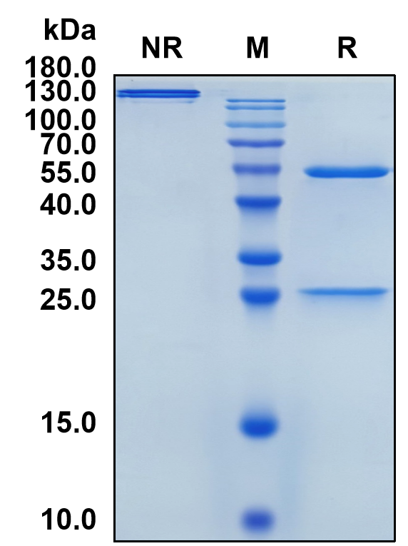 Varisacumab (Biosimilar Reference Antibody) (VEGFA)