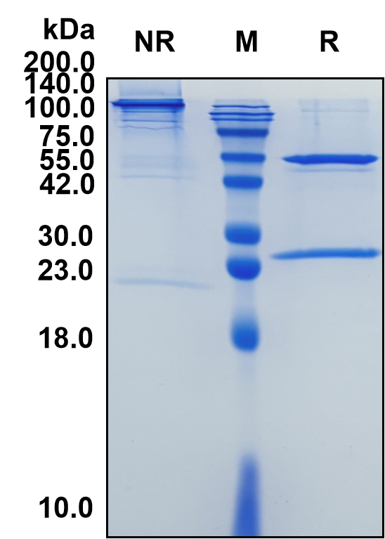 Varlilumab (Biosimilar Reference Antibody) (CD27)