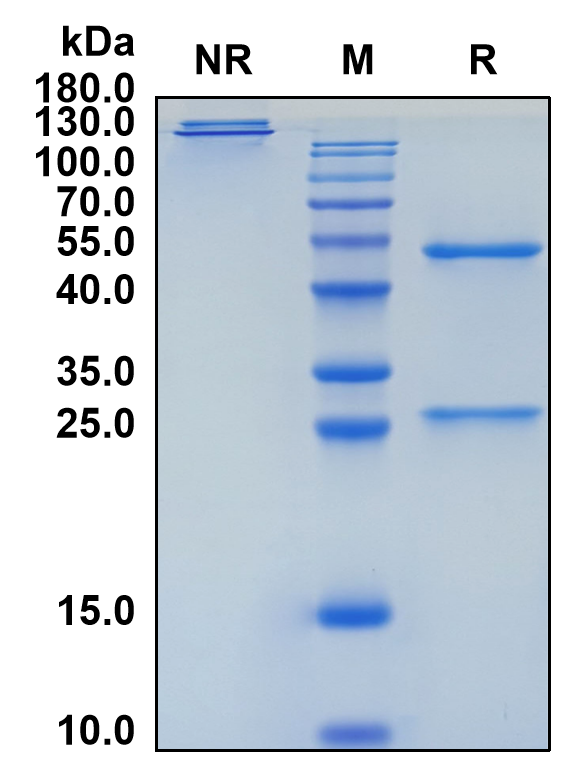 Vatelizumab (Biosimilar Reference Antibody) (ITGA2)