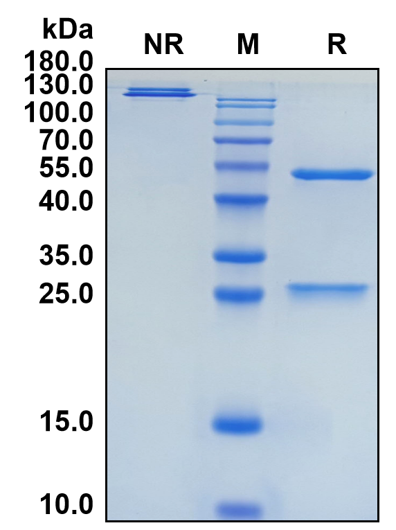 Vedolizumab (Biosimilar Reference Antibody) (ITGA4B7)
