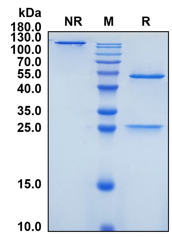 Venanprubart (Biosimilar Reference Antibody) (BTLA)