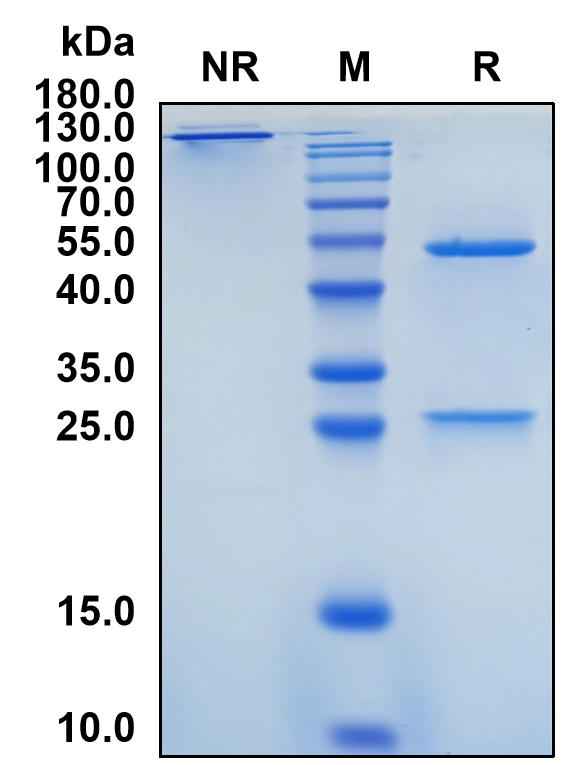 Verekitug (Biosimilar Reference Antibody) (CRLF2)