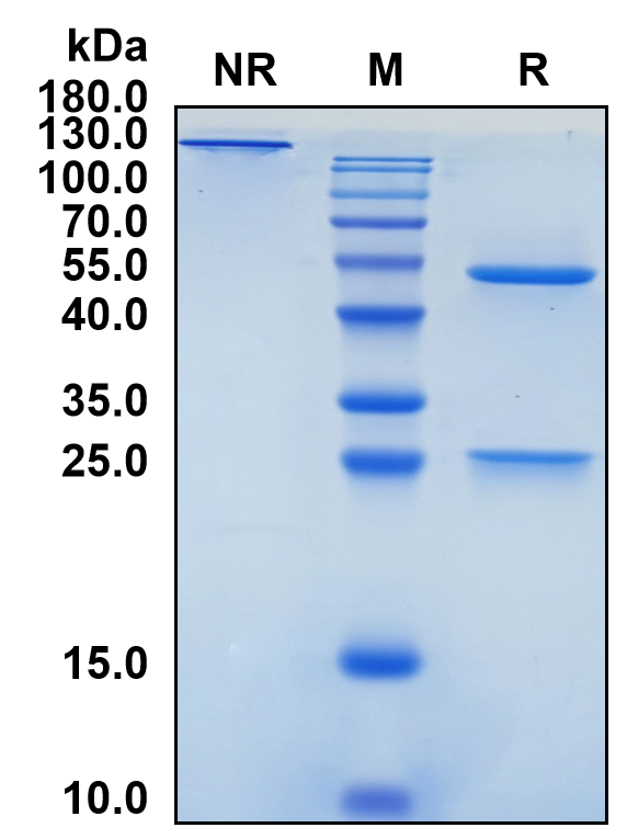 Vesencumab (Biosimilar Reference Antibody) (NRP1)