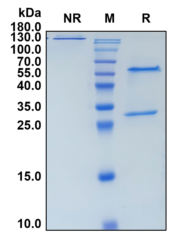 Vilamakitug (Biosimilar Reference Antibody) (IL1A)