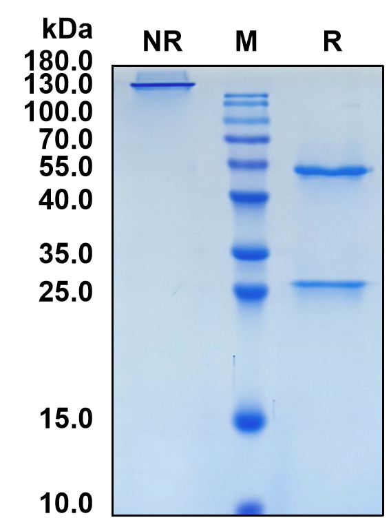 Vipalanebart (Biosimilar Reference Antibody) (ADCYAP1)