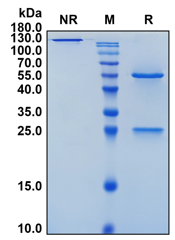 Vofatamab (Biosimilar Reference Antibody) (FGFR3)