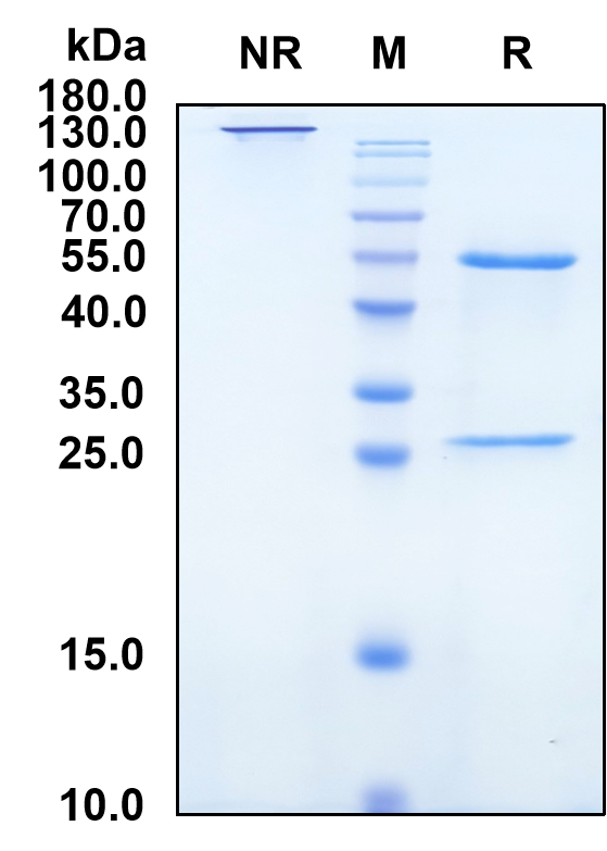 Volagidemab (Biosimilar Reference Antibody) (GCCR)