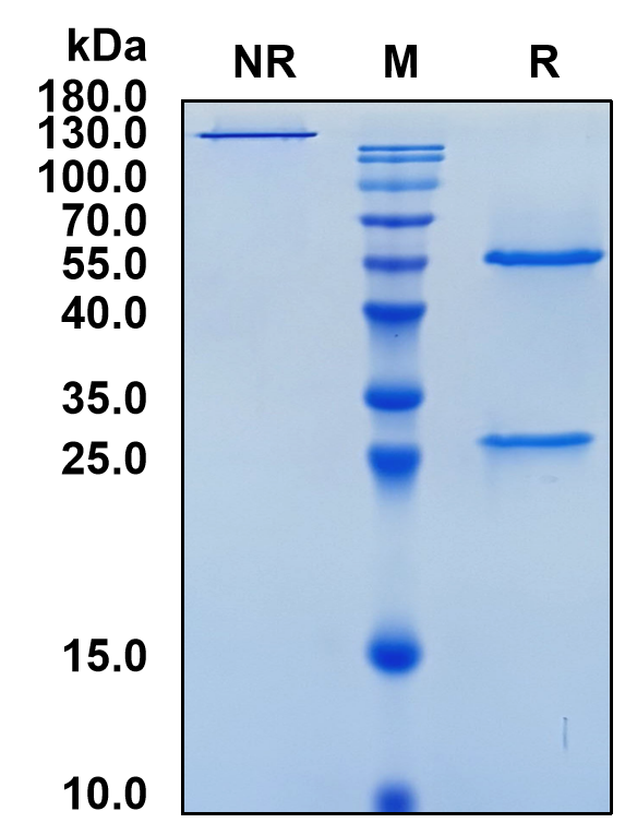 Volociximab (Biosimilar Reference Antibody) (ITGA5B1)
