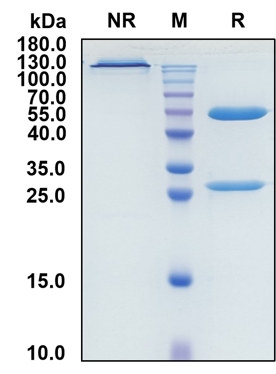 Vorsetuzumab (Biosimilar Reference Antibody) (CD70)