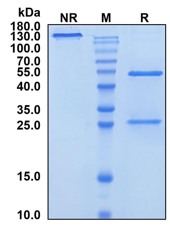 Xentuzumab (Biosimilar Reference Antibody) (IGF1 and IGF2)