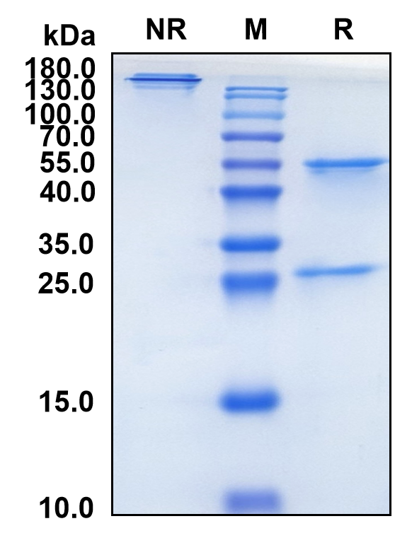 Zampilimab (Biosimilar Reference Antibody) (TGM2)