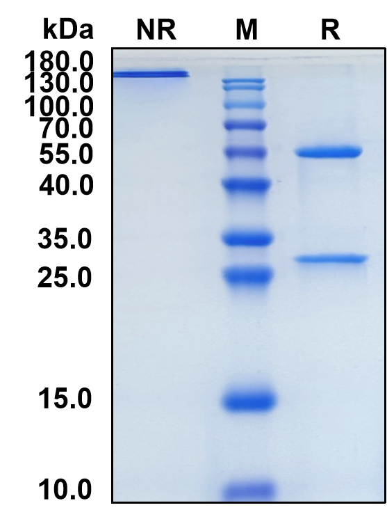 Zolbetuximab (Biosimilar Reference Antibody) (CLDN18)