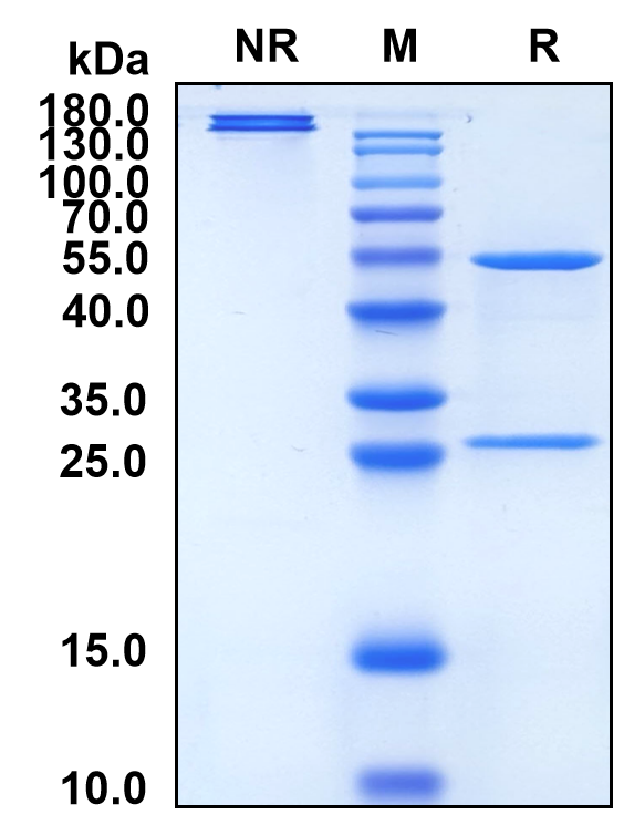 Zovostotug (Biosimilar Reference Antibody) (CD163)