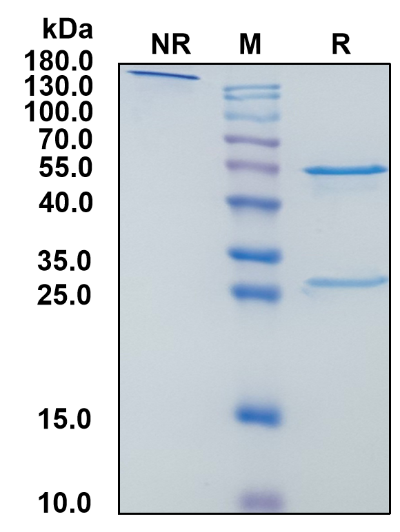 Human IgG1-Kappa Recombinant Isotype Control mAb