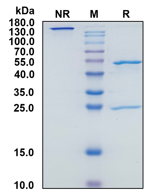 Human IgG1-Lambda Recombinant Isotype Control mAb