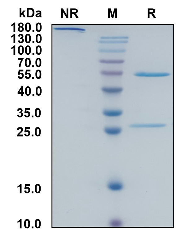 Human IgG2-Kappa Recombinant Isotype Control mAb