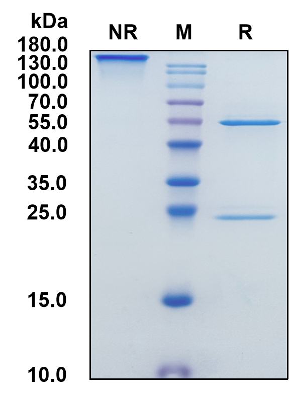 Human IgG2-Lambda Recombinant Isotype Control mAb