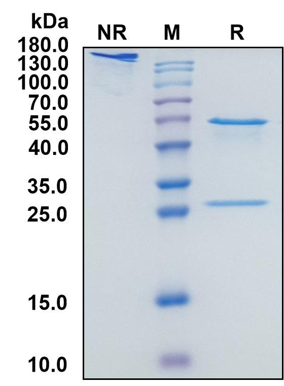 Human IgG4-Kappa Recombinant Isotype Control mAb