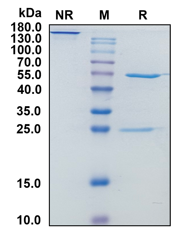 Human IgG4-Lambda Recombinant Isotype Control mAb
