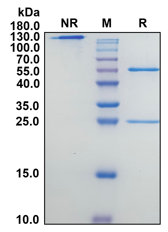 Mouse IgG1-Kappa Recombinant Isotype Control mAb