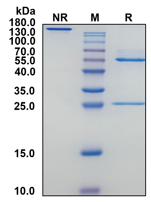 Mouse IgG1-Lambda Recombinant Isotype Control mAb