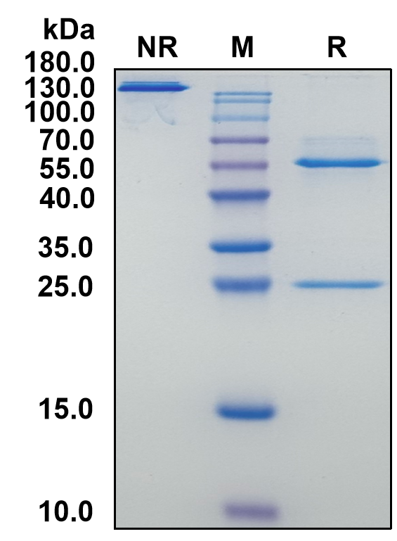 Mouse IgG2a-Kappa Recombinant Isotype Control mAb