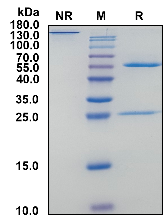 Mouse IgG2a-Lambda Recombinant Isotype Control mAb