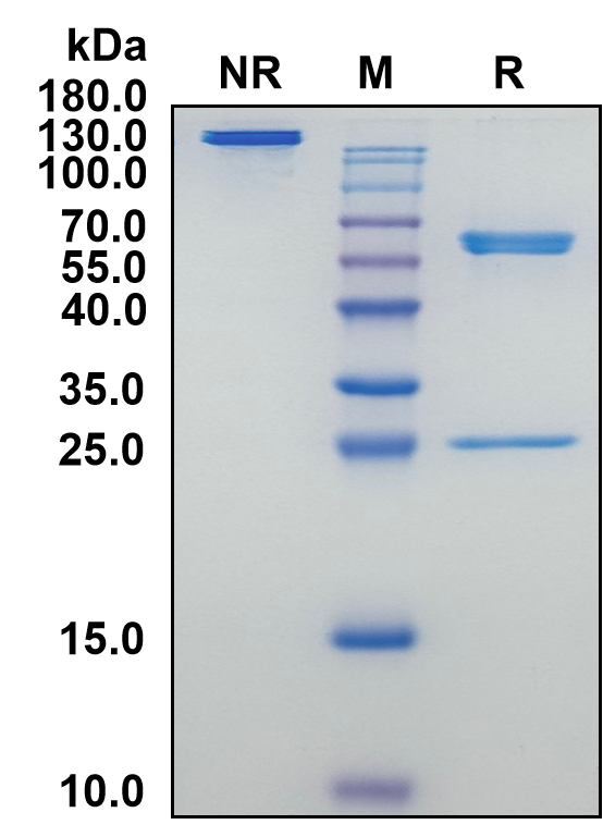 Mouse IgG2b-Kappa Recombinant Isotype Control mAb