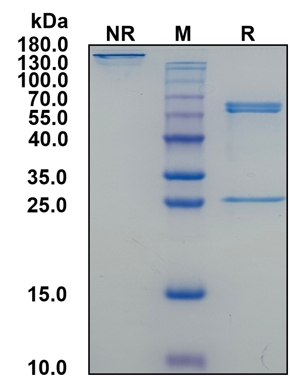 Mouse IgG2b-Lambda Recombinant Isotype Control mAb
