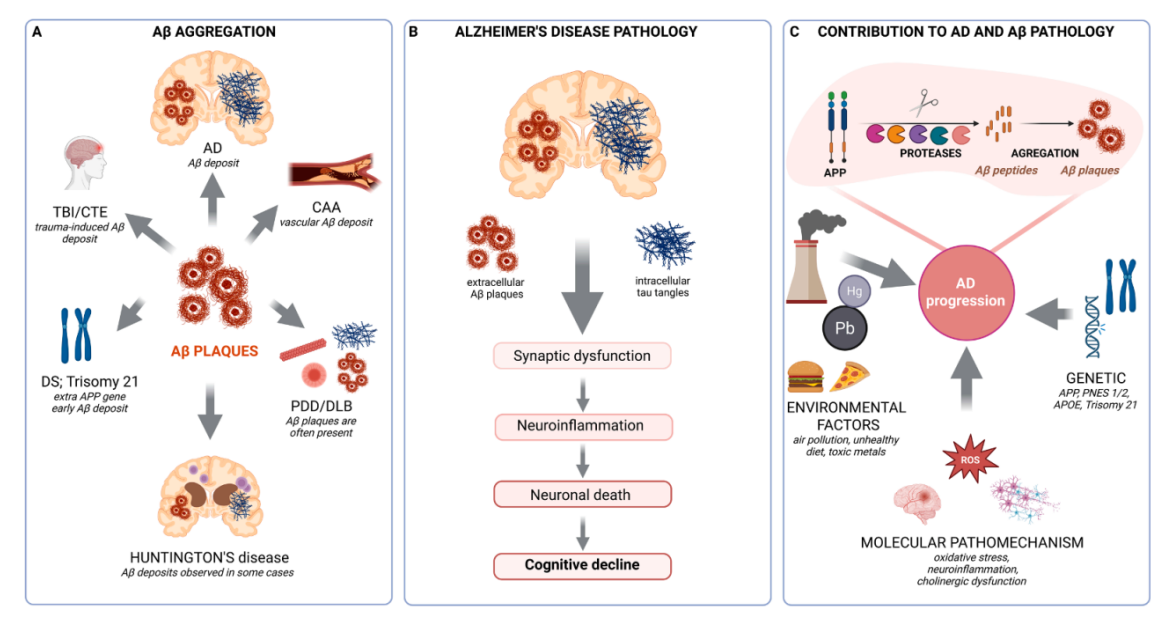 Amyloid precursor protein APP Amyloid precursor protein APP