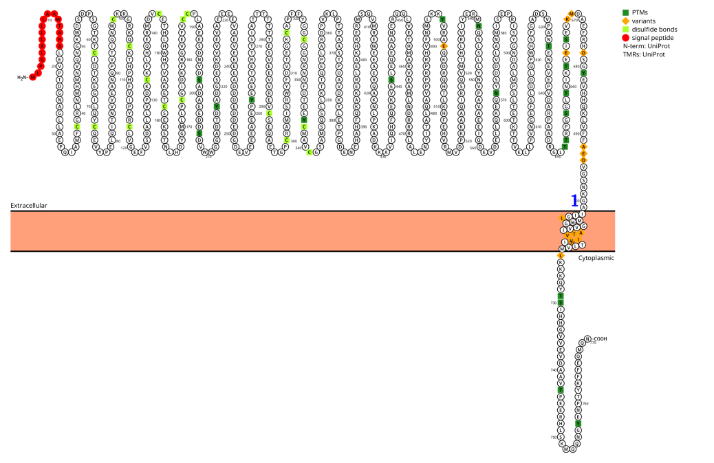 Amyloid precursor protein APP Amyloid precursor protein APP