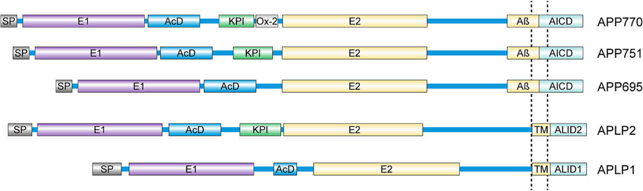 Amyloid precursor protein APP Amyloid precursor protein APP