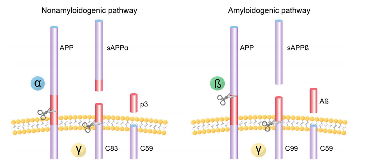 Amyloid precursor protein APP Amyloid precursor protein APP