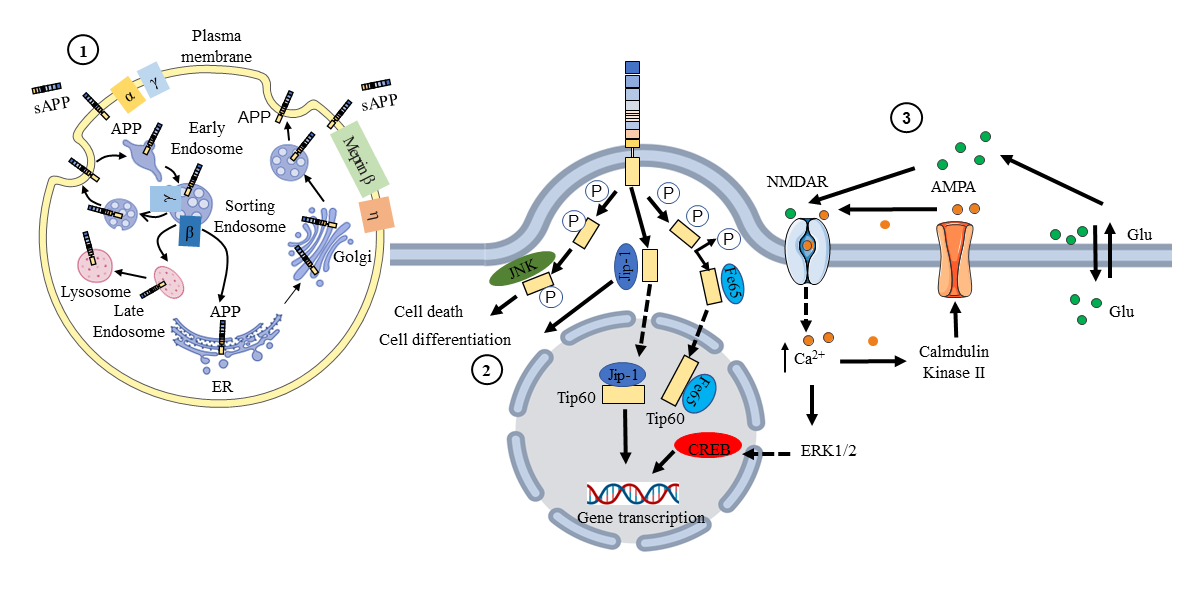 Amyloid precursor protein APP Amyloid precursor protein APP