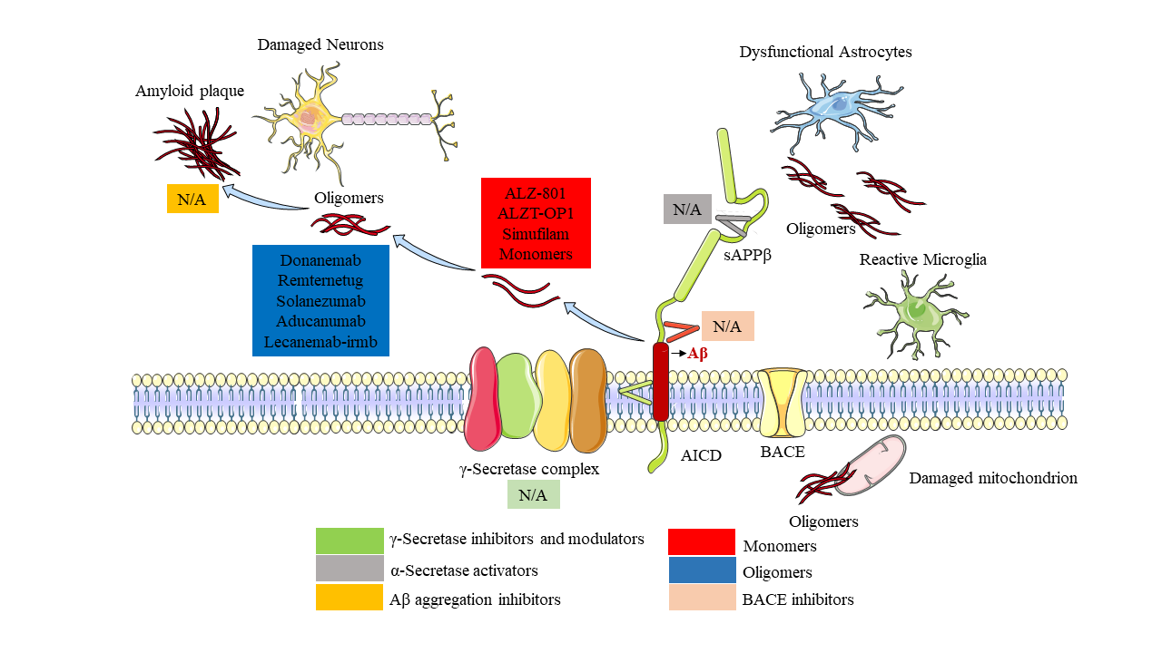 Amyloid precursor protein APP Amyloid precursor protein APP
