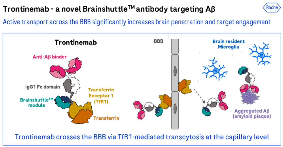 Amyloid precursor protein APP Amyloid precursor protein APP