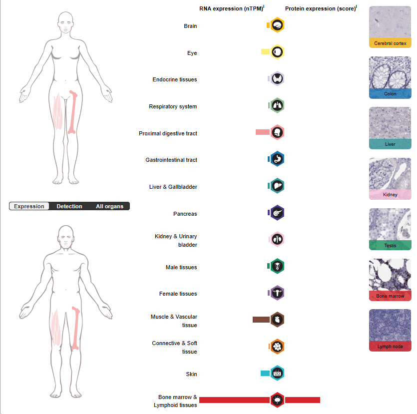 Blood Group Antigen RHD Blood Group Antigen RHD