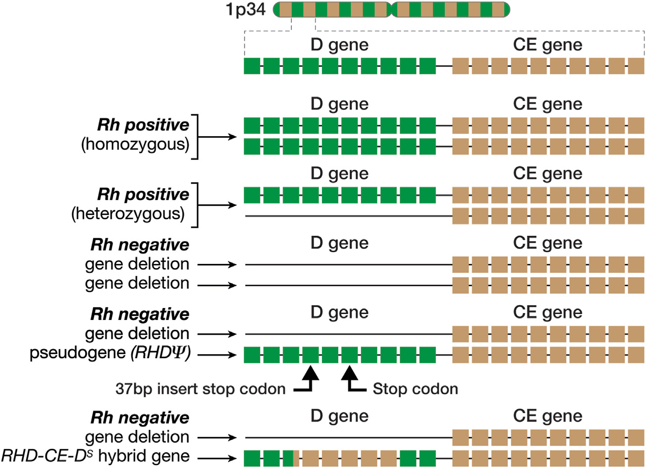 Blood Group Antigen RHD Blood Group Antigen RHD