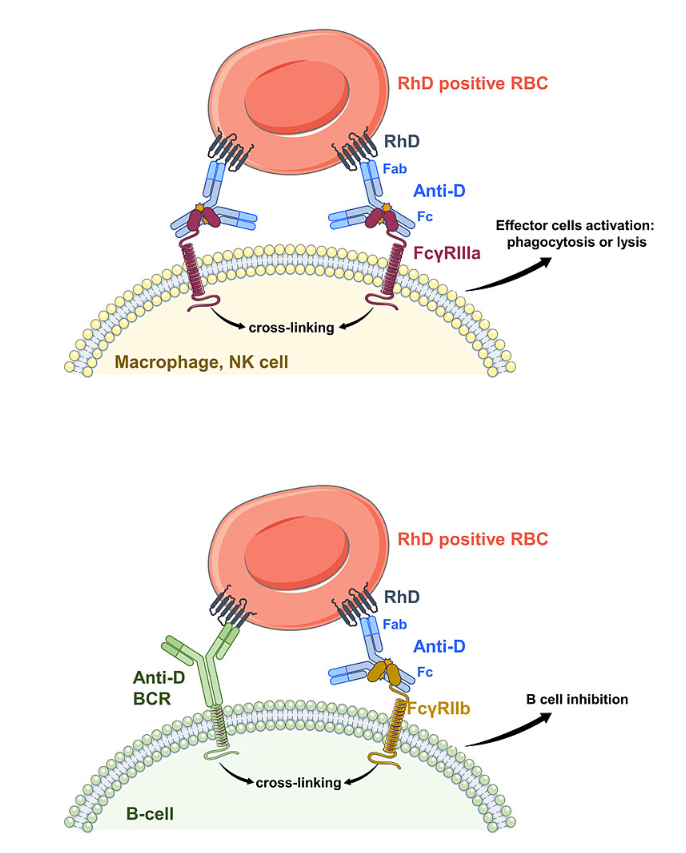 Blood Group Antigen RHD Blood Group Antigen RHD