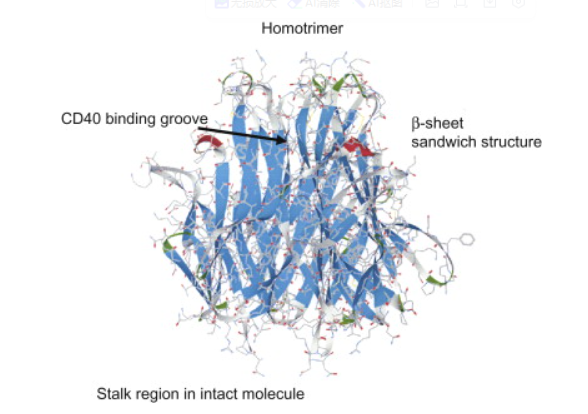 CD40 ligand CD154