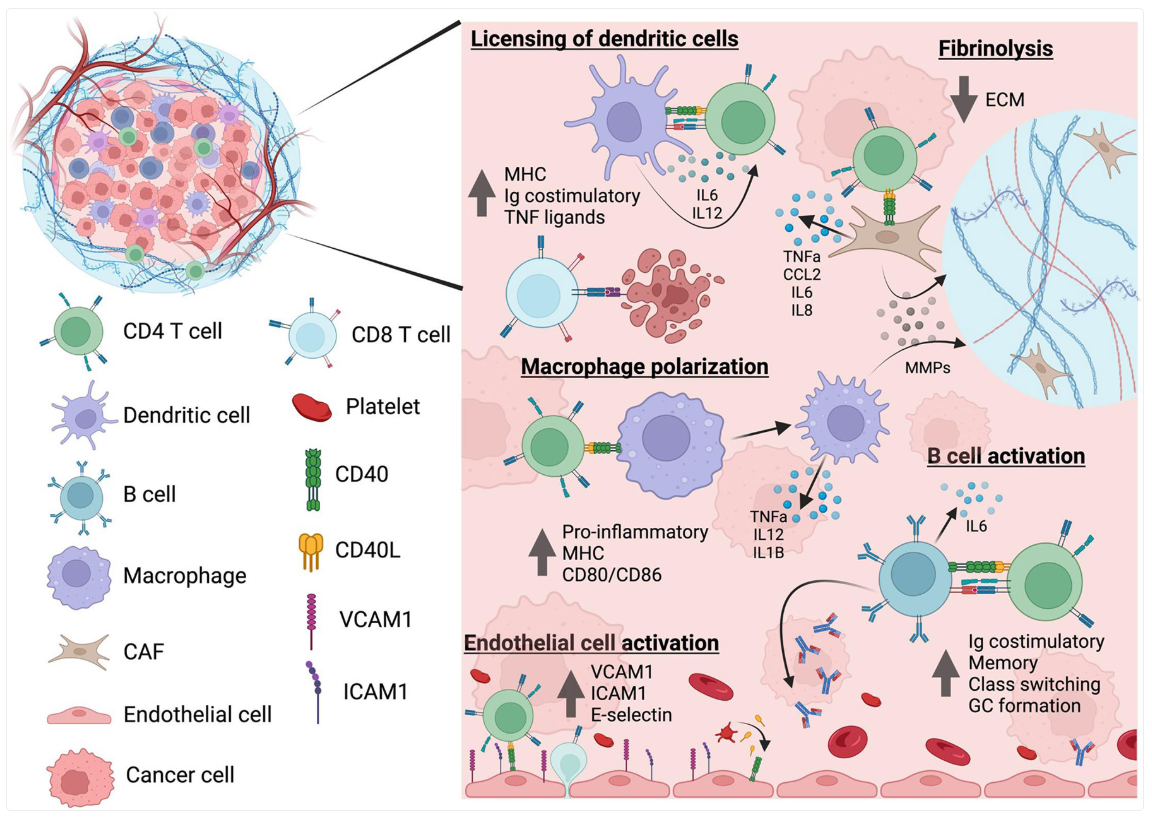 CD40 ligand CD154