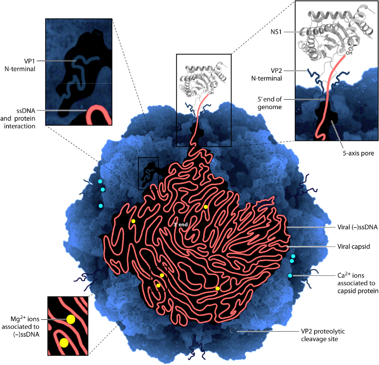 Canine Parvovirus CPV Canine Parvovirus CPV