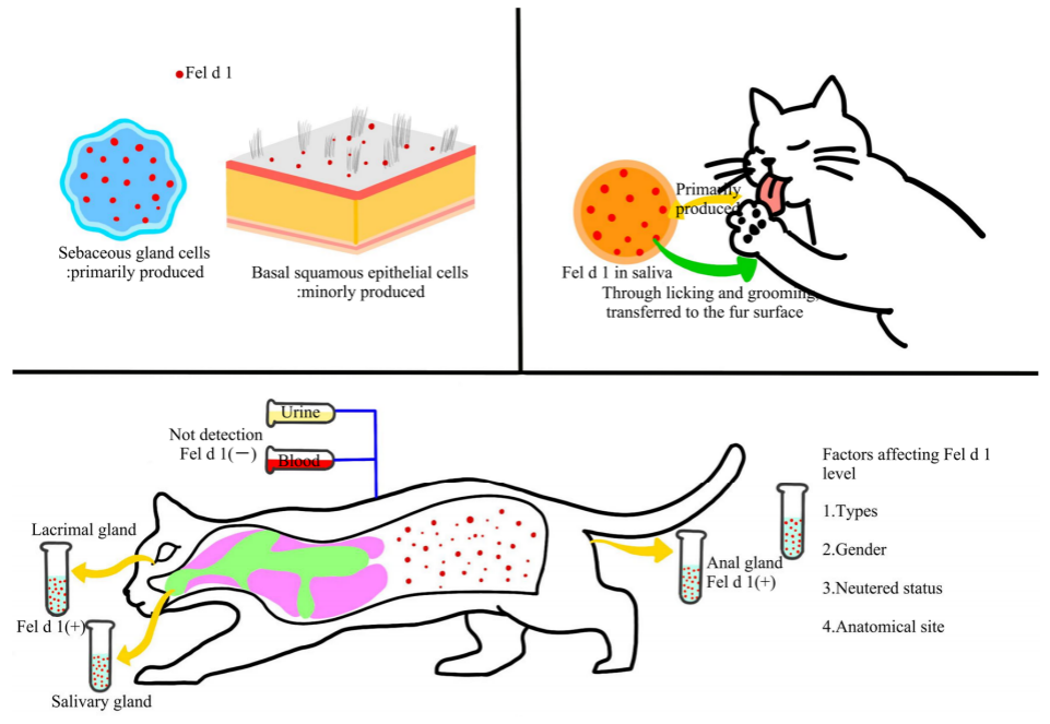 Cat Allergen Fel d 1 Cat Allergen Fel d 1
