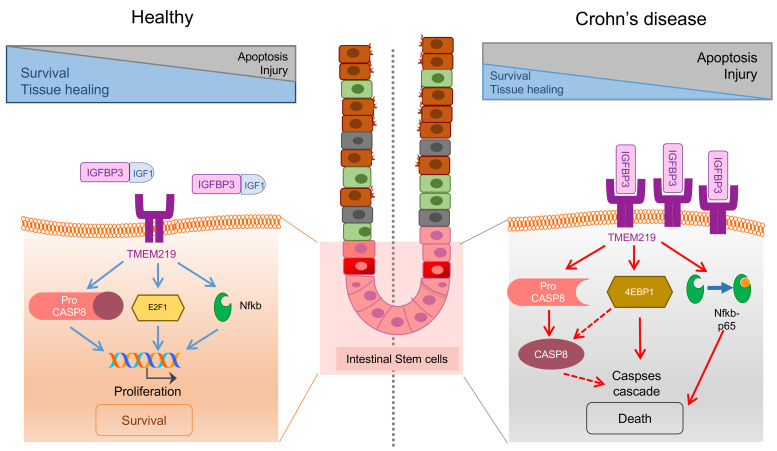 Cell death receptor TMEM219 Cell death receptor TMEM219