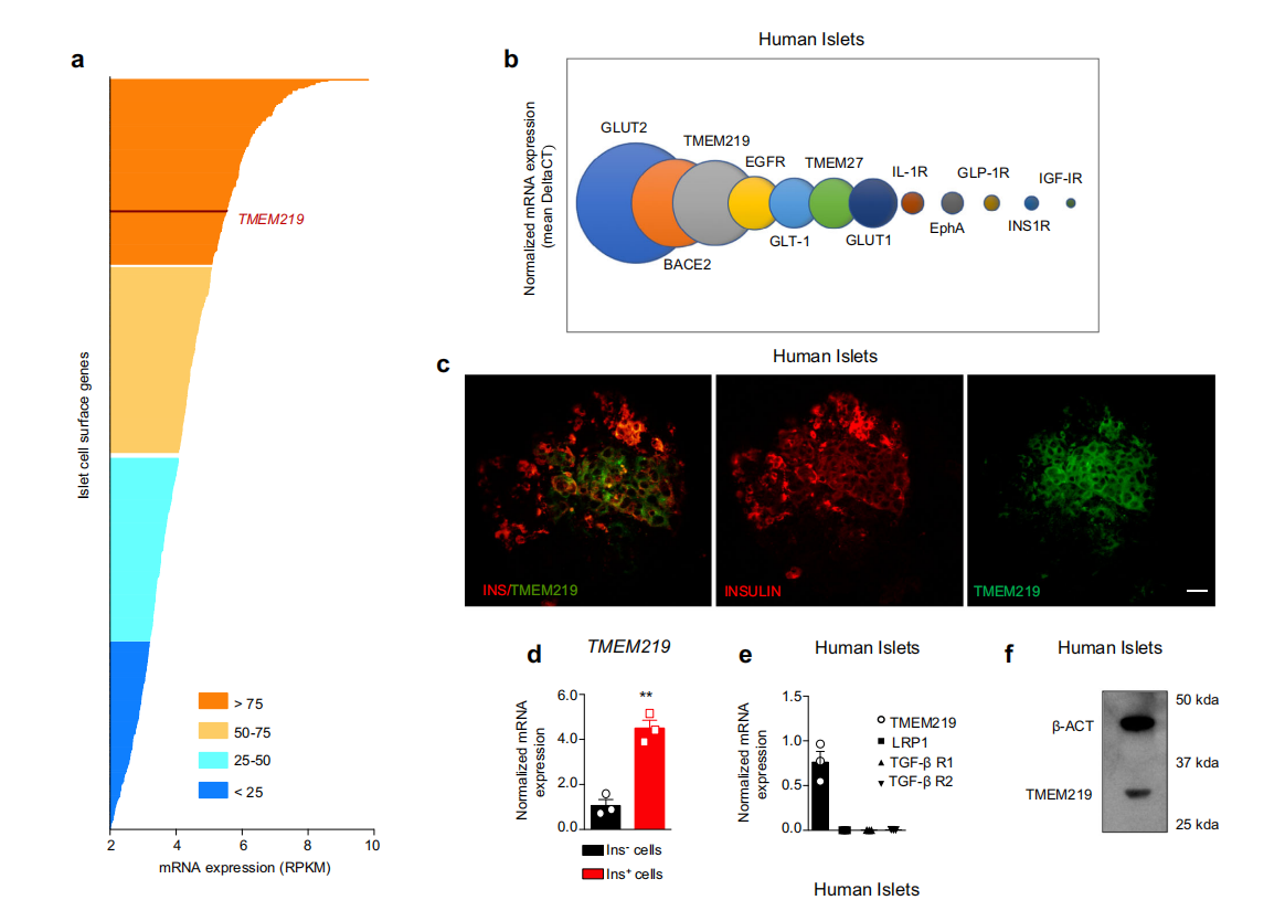 Cell death receptor TMEM219 Cell death receptor TMEM219
