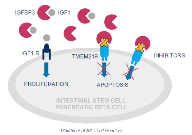 Cell death receptor TMEM219 Cell death receptor TMEM219