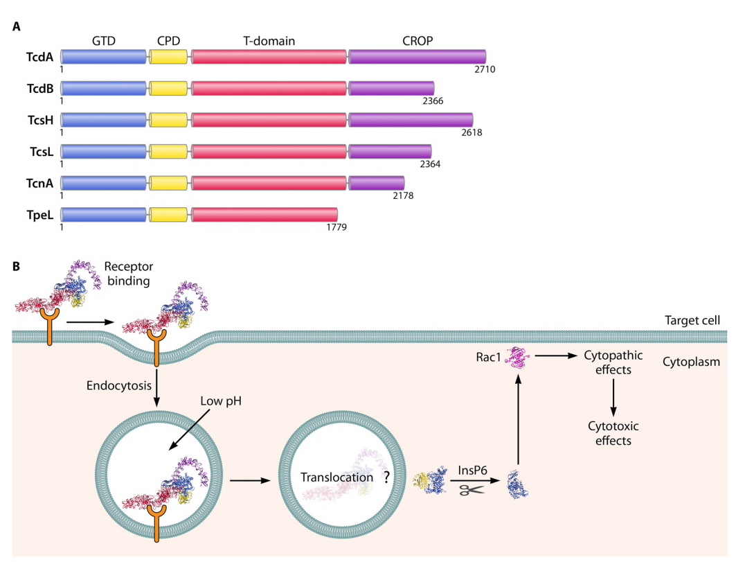 Clostridium difficile infection with toxins Toxin-A and-Toxin-B Clostridium difficile infection with toxins Toxin-A and-Toxin-B