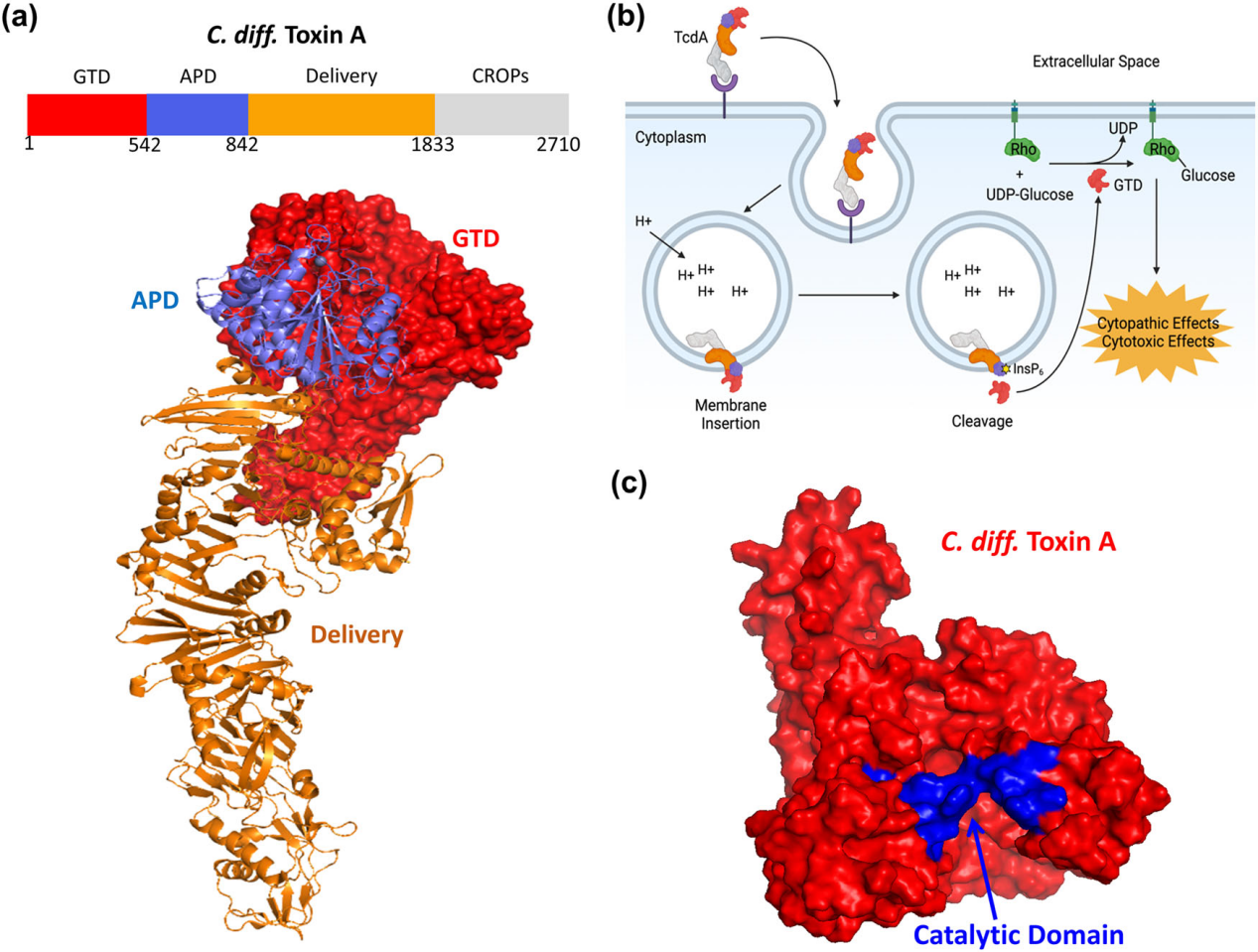 Clostridium difficile infection with toxins Toxin-A and-Toxin-B Clostridium difficile infection with toxins Toxin-A and-Toxin-B