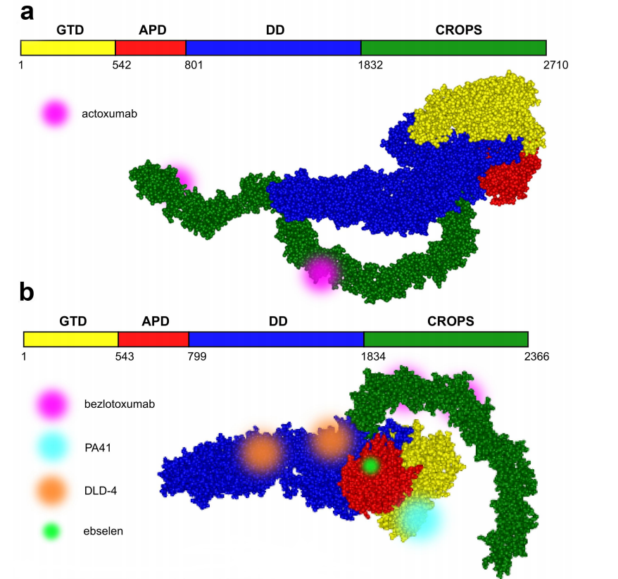 Clostridium difficile infection with toxins Toxin-A and-Toxin-B Clostridium difficile infection with toxins Toxin-A and-Toxin-B